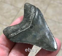 EXCEPTIONALLY GORGEOUS-GOLDEN BEACH, FL. 2.7 Megalodon Shark Tooth Fossil