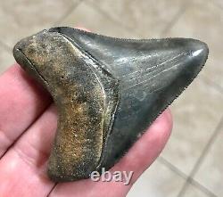 EXCEPTIONALLY GORGEOUS-GOLDEN BEACH, FL. 2.7 Megalodon Shark Tooth Fossil