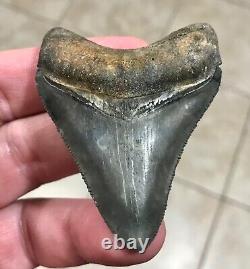 EXCEPTIONALLY GORGEOUS-GOLDEN BEACH, FL. 2.7 Megalodon Shark Tooth Fossil