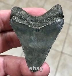 EXCEPTIONALLY GORGEOUS-GOLDEN BEACH, FL. 2.7 Megalodon Shark Tooth Fossil