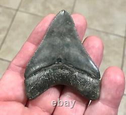 EXCEPTIONALLY GORGEOUS-GOLDEN BEACH, FL. 2.7 Megalodon Shark Tooth Fossil