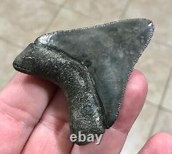 EXCEPTIONALLY GORGEOUS-GOLDEN BEACH, FL. 2.7 Megalodon Shark Tooth Fossil