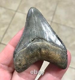 EXCEPTIONALLY GORGEOUS-GOLDEN BEACH, FL. 2.7 Megalodon Shark Tooth Fossil