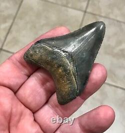 EXCEPTIONALLY GORGEOUS-GOLDEN BEACH, FL. 2.7 Megalodon Shark Tooth Fossil