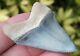 Exquisite Bluish Gray Colored Bone Valley Megalodon Shark Tooth. Miocene
