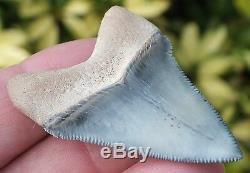 EXQUISITE Bluish Gray colored Bone Valley Megalodon Shark Tooth. Miocene