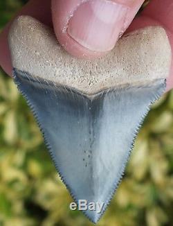 EXQUISITE Bluish Gray colored Bone Valley Megalodon Shark Tooth. Miocene