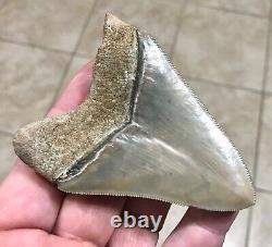 EXTRAORDINARILY GRAND B. VALLEY 3.54 x 2.57 Megalodon Shark Tooth Fossil