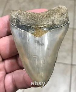 EXTRAORDINARILY GRAND B. VALLEY 3.54 x 2.57 Megalodon Shark Tooth Fossil