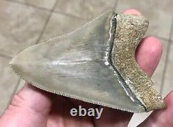 EXTRAORDINARILY GRAND B. VALLEY 3.54 x 2.57 Megalodon Shark Tooth Fossil