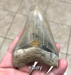 EXTRAORDINARILY GRAND B. VALLEY 3.54 x 2.57 Megalodon Shark Tooth Fossil