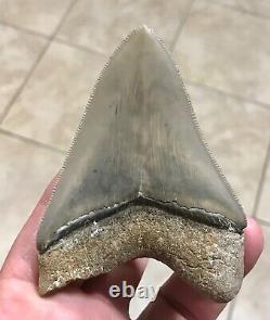 EXTRAORDINARILY GRAND B. VALLEY 3.54 x 2.57 Megalodon Shark Tooth Fossil