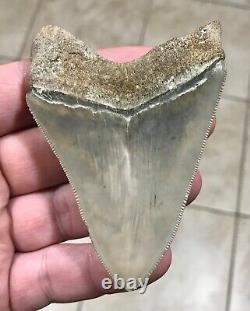 EXTRAORDINARILY GRAND B. VALLEY 3.54 x 2.57 Megalodon Shark Tooth Fossil