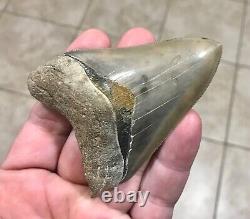 EXTRAORDINARILY GRAND B. VALLEY 3.54 x 2.57 Megalodon Shark Tooth Fossil