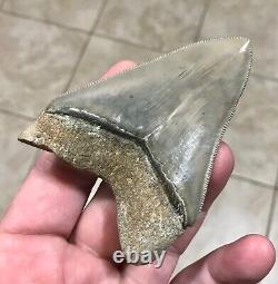 EXTRAORDINARILY GRAND B. VALLEY 3.54 x 2.57 Megalodon Shark Tooth Fossil