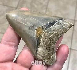 EXTRAORDINARILY GRAND B. VALLEY 3.54 x 2.57 Megalodon Shark Tooth Fossil