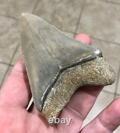 EXTRAORDINARILY GRAND B. VALLEY 3.54 x 2.57 Megalodon Shark Tooth Fossil