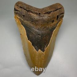 Enormous/Heavy 6.04 Fossil MEGALODON Shark Tooth Nice Colors