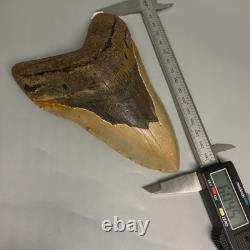 Enormous/Heavy 6.04 Fossil MEGALODON Shark Tooth Nice Colors