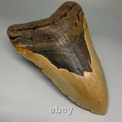 Enormous/Heavy 6.04 Fossil MEGALODON Shark Tooth Nice Colors