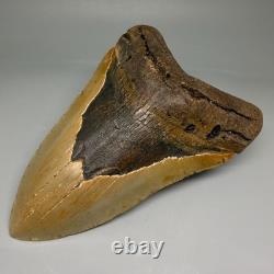 Enormous/Heavy 6.04 Fossil MEGALODON Shark Tooth Nice Colors