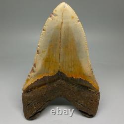 Enormous/Heavy 6.04 Fossil MEGALODON Shark Tooth Nice Colors