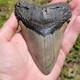 Epic 5 Inch Megalodon Shark Tooth Gateway To Ancient Oceans
