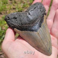 Epic 5 Inch Megalodon Shark Tooth Gateway to Ancient Oceans