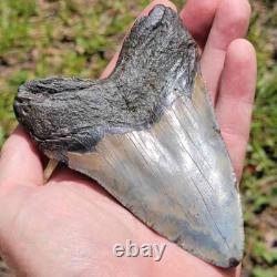 Epic 5 Inch Megalodon Shark Tooth Gateway to Ancient Oceans