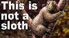 Every Time Things Have Evolved Into Sloths