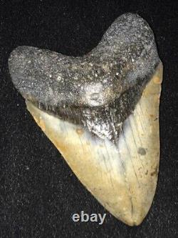 Excellent 4 7/8 Fossilized Megalodon Shark Tooth SC/FL