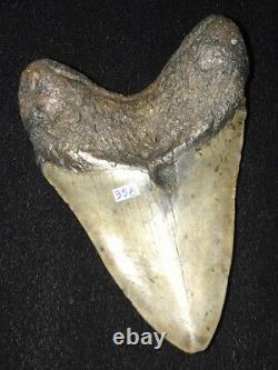 Excellent 4 7/8 Fossilized Megalodon Shark Tooth SC/FL