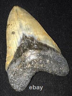 Excellent 4 7/8 Fossilized Megalodon Shark Tooth SC/FL