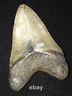 Excellent 4 7/8 Fossilized Megalodon Shark Tooth SC/FL