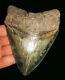 Excellent 5.31 Megalodon Fossil Shark Tooth South Carolina