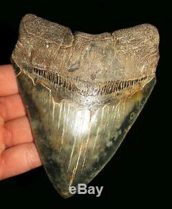 Excellent 5.31 MEGALODON Fossil Shark Tooth South Carolina