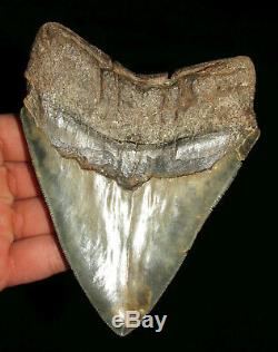 Excellent 5.31 MEGALODON Fossil Shark Tooth South Carolina