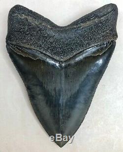 Exceptional And Massive Megalodon Fossil Shark Tooth Killer Upper Anterior