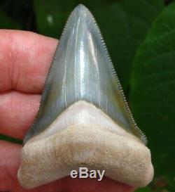 Exceptional Bone Valley Chubutensis Megalodon Tooth Florida fossil Shark teeth