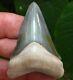 Exceptional Bone Valley Chubutensis Megalodon Tooth Florida Fossil Shark Teeth