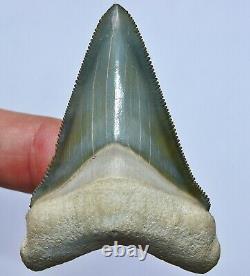 Exceptional Bone Valley Chubutensis Megalodon Tooth Florida fossil Shark teeth