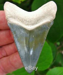 Exceptional Bone Valley Chubutensis Megalodon Tooth Florida fossil Shark teeth