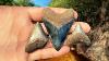 Exploring Florida Swamps For Shark Teeth And Other Fossils Hunting For Megalodon Teeth