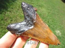 Extra Large Auriculatus Shark Tooth Florida Fossils Sharks Teeth Megalodon Jaws