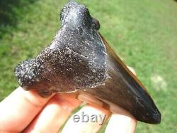 Extra Large Auriculatus Shark Tooth Florida Fossils Sharks Teeth Megalodon Jaws