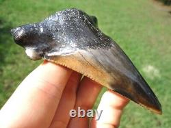 Extra Large Auriculatus Shark Tooth Florida Fossils Sharks Teeth Megalodon Jaws