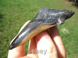 Extra Large Auriculatus Shark Tooth Florida Fossils Sharks Teeth Megalodon Jaws