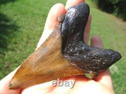 Extra Large Auriculatus Shark Tooth Florida Fossils Sharks Teeth Megalodon Jaws