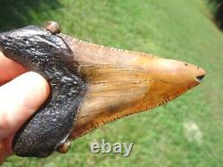 Extra Large Auriculatus Shark Tooth Florida Fossils Sharks Teeth Megalodon Jaws