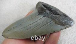 Extra Large Megalodon tooth 5.369 inches (13.63 cm)